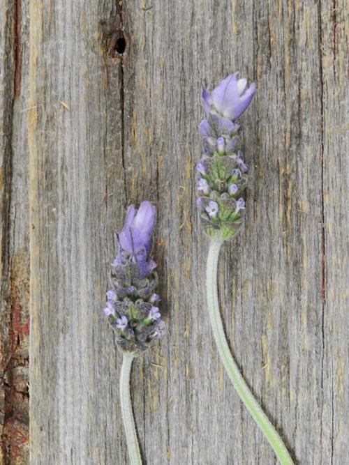 FRENCH LAVENDER